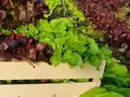 Bauernladen / Selbstbedienungs Gemüsehütte in Gols Bauernladen / Selbstbedienungs Gemüsehütte in Gols
